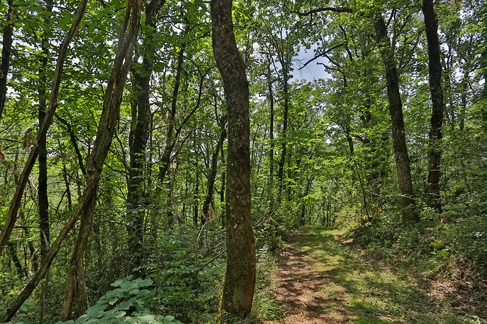 Chemin de promenade dans le bois de Cassanhac